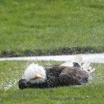 Photo by Jennifer Landahl. The bald eagle was in no rush as it flapped its wings and plunged under the shallow puddle for about 20 minutes with water droplets spraying all around it.