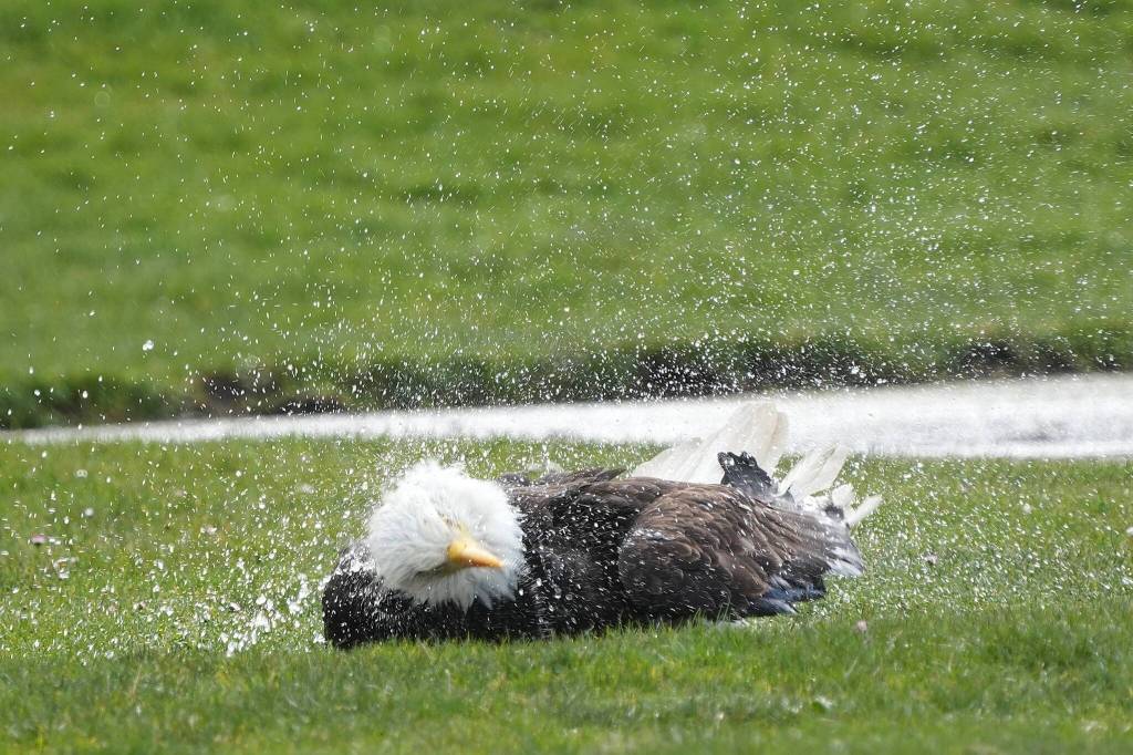Photo by Jennifer Landahl. The bald eagle was in no rush as it flapped its wings and plunged under the shallow puddle for about 20 minutes with water droplets spraying all around it.