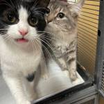 Photo provided by Critters Co. Pet Center Rescue in Clinton. The four-month-old cats, Oreo and Star, who are now being cared for at Critters Co. Pet Center Rescue, are excited to find their new home.