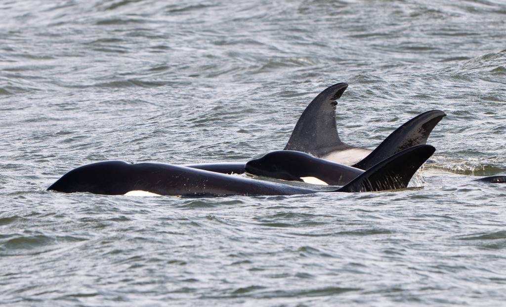 Photo by Cindi Rausch. Wildlife photographer Cindi Rausch had fun taking pictures of the mystery orcas. This picture shows West Coast transient orcas T99, T36B and T36B4, who were swimming in the same area as the exotic trio.
