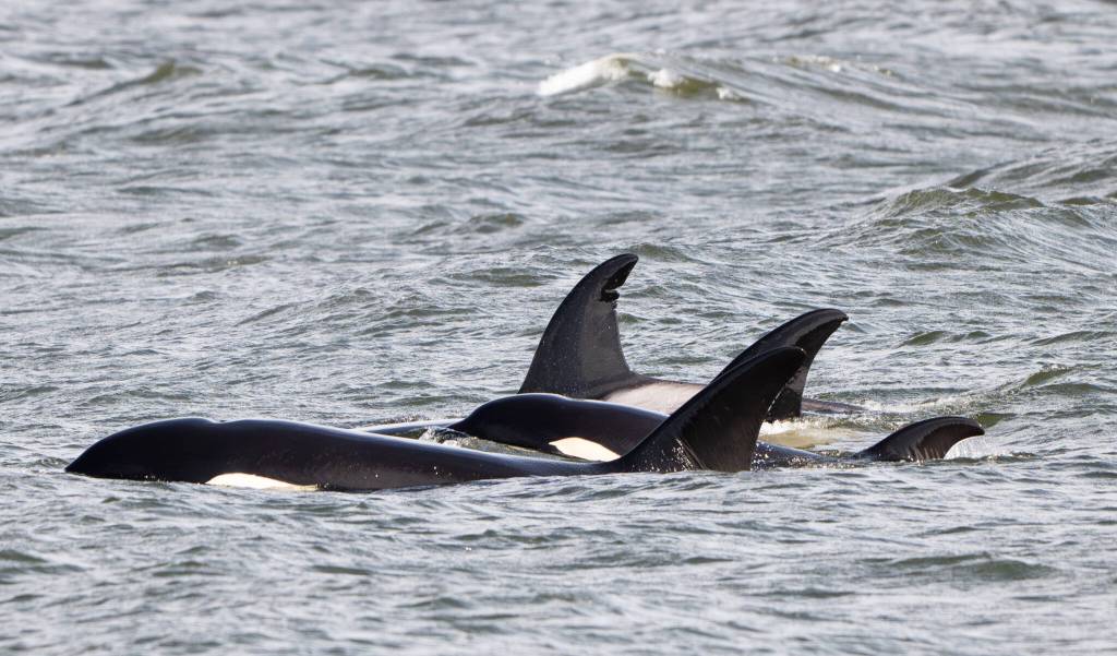 Photo by Cindi Rausch