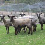 Photo by Marina Blatt. Carla and Jon McCoy raise ducks and sheep at their home. Their sheep were recently shorn and appeared quite naked when Whidbey News-Times came for a visit.
