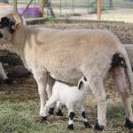 Photo by Marina Blatt. It is lambing season, and on Wild Rose Farm lambs suckle on their mothers teets or nap after an absolutely exhausting day of being cute.