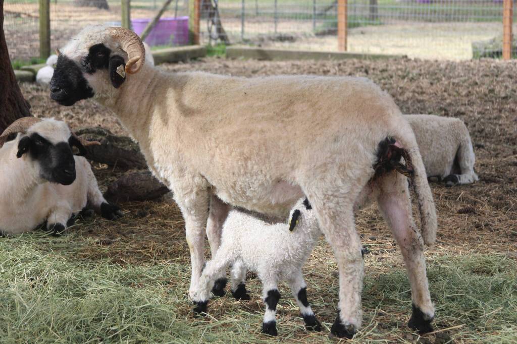 Photo by Marina Blatt. It is lambing season, and on Wild Rose Farm lambs suckle on their mothers teets or nap after an absolutely exhausting day of being cute.