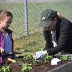 Photo provided
Hillcrest Elementary students, staff and parents gathered to tend the schools gardens on Saturday.
