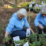 Photo by Allyson Ballard
Photo by Allyson Ballard. Kathy Chalfant and Di-Anna Pike, two of the clubs members, are pictured here showcasing some of the hundreds of plants that will be for sale on May 9.