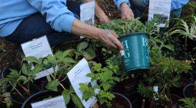 Photo by Allyson Ballard
Photo by Allyson Ballard. More than 100 varieties of plants will be for sale.