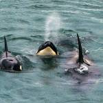 Photo by Jami Cantrell. Cantrell took pictures of the orcas with her Sony A92 paired with a Sony 200 to 600  all while still in her pijamas.