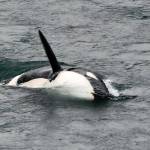 Photo by Kim Parry. The turquoise water, the pods playful breaches and the young calves in the mix almost brought Kim Parry to tears.