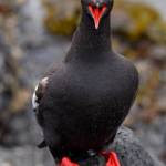 Photo by Lachlan Pope
Pigeon guillemots can sound like alarm bells when responding to potential threats, such as predators, beach walkers or birders with big binoculars.