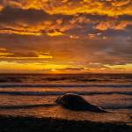 Photo by Rachel Haight. At sunset, the gray whale shifted with the waves. Standing before the massive creature in Oak Harbor, one could almost feel the wisps of its soul leaving its corpse.