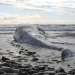 Photo by Marina Blatt. Bobbing in the Salish Sea, its tail flapping up and down, the gray whales limp body seemed to come back to life like a puppet pulled by its masters strings.