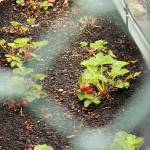 (Photo by Allyson Ballard) Many different fruits and vegetables grow on the property.