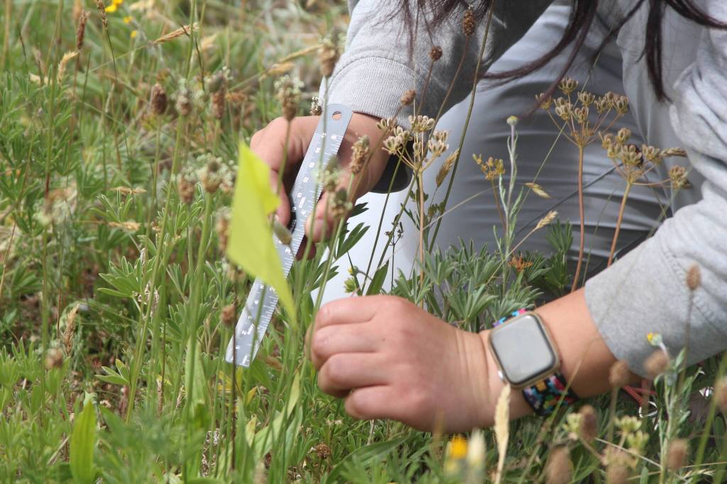 (Photo by Marina Blatt) The nonprofit is on track to protect 146 acres of property through a conservation agreement with the Whidbey Camano Land Trust in the near future.