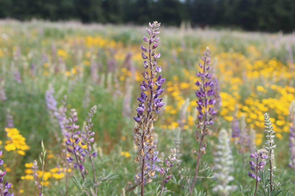(Photo by Marina Blatt) The Pacific Rim Institute staff hope more community members will discover what Jim Perskuric, board chairman, calls a hidden gem on Whidbey Island.