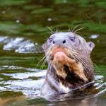 Photo by Heidi Island. Island snapped a picture of a marine otter species during her travels in Peru. The otter makes a feature in her book Romp!