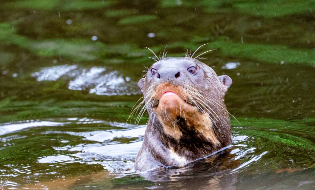 Whidbey scientist chronicles hidden life of river otters