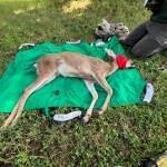 (Photo provided by the Washington Department of Fish and Wildlife)
A young deer that limped for weeks through Oak Harbor with a piece of PVC pipe trapped on its front leg finally got some relief on Saturday