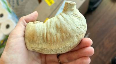 Photo provided. A June 13 Facebook post by Whidbey resident Chelsea McDonald drew significant attention when she shared a photo of what she suspected might be a fossilized whale ear bone.