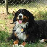 (Photo by Allyson Ballard) Merriman is thankful that her dog is doing well today. Shes my little girl, she said.