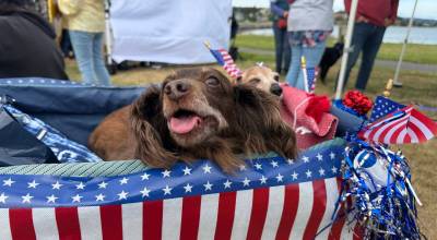 Photo by Cassandra Diamond. Dogs of local resident Leigh Stephens show off their patriotic pride during the fourth annual Whidbey Wags Pet Parade.