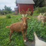 Photo by Kristine Tyler. Beau, pictured here earlier this week, was unharmed by the ordeal.