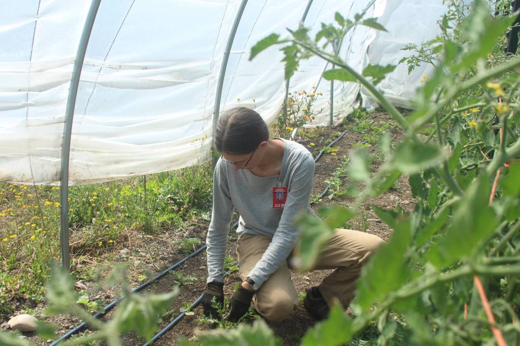 Photo by Marina Blatt
Sarah Dudley weeds the Coupeville Farm to Schools tomato section.