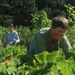Photo by Marina Blatt
Fresh-picked vegetables, music drifting across the fields and tables set beneath the summer sky will transform Coupeville Farm to School later this month. From right are the school farm manager Arwen Norman and the farm assistant Sarah Dudley.