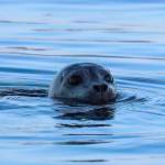 Photo by Sarah Geist
Seals and sea lions are the focus of legislation proposed by federal lawmakers in the interest of saving salmon.