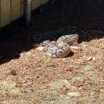 Photo provided
Oak Harbor resident Shannon Usemans 16-year-old daughter discovered what appeared to be a ball python hiding in a gutter at her home.