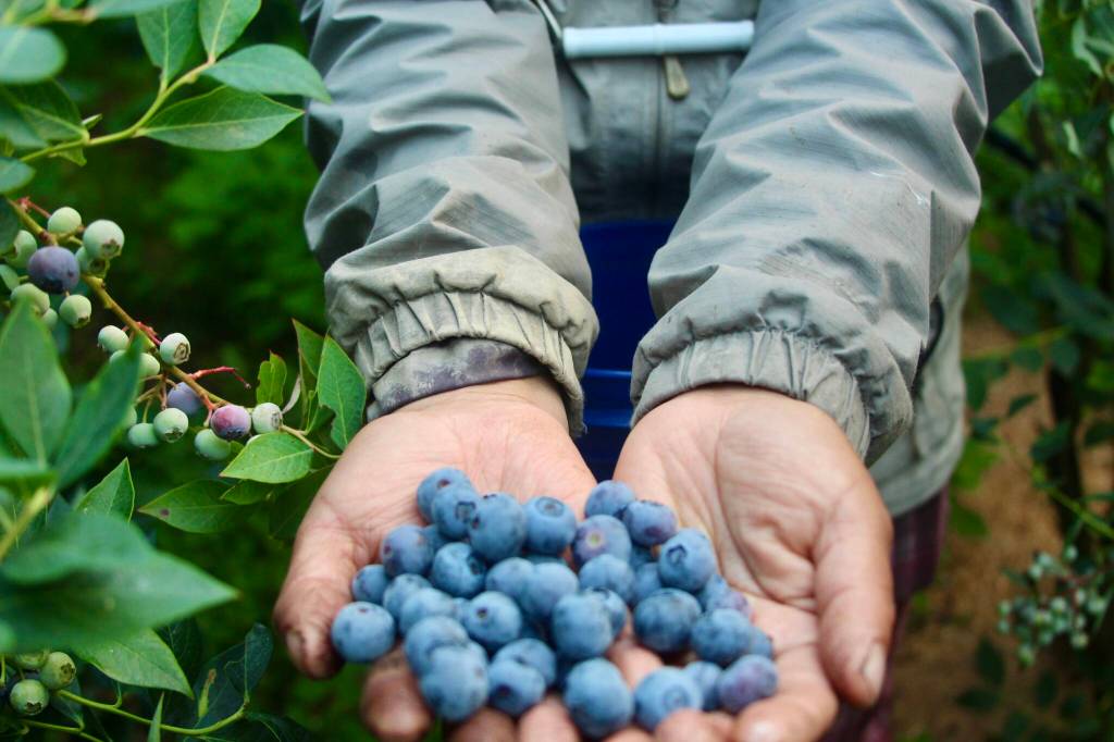 Photo by Marina Blatt
Blueberry season on Whidbey Island is as much a rite of summer as sunshine and ferry rides. During the limited U-pick weekends, visitors can pick their own organic blueberries at the Silva Family Farm.