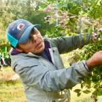 Photo by Marina Blatt. Maura Silva begins her workday hours before families arrive at Silva Family Farm near Oak Harbor to pick organic blueberries